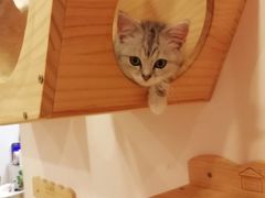 -猫咪派对(江南西店)
