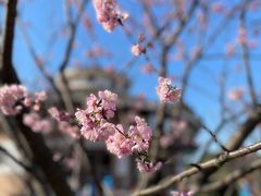 -顾村公园