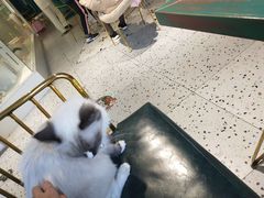 -喵喵咪呀布偶猫咖(春熙路店)