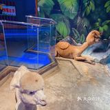 带上宝贝来室内动物园清凉过夏天吧