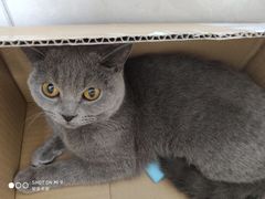 -纳吉亚猫专科动物医院博雅分院
