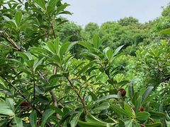 -塘栖枇杷特色园区