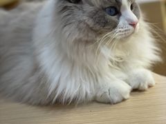 -鼓捣猫呢主题猫咖店