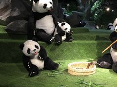 -成都泰迪熊博物馆