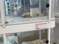 -翊宠yipet猫狗购宠庄园犬舍•猫舍