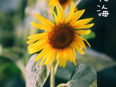 -廊坊文化艺术中心