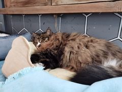 -Anne猫窝咖啡屋