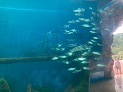-广东惠东海龟国家级自然保护区