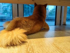 -南京Hallo宠物乐园·哈罗犬舍·柴犬繁育基地