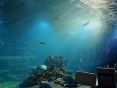 -涛·海底餐厅·美人鱼·自助餐·海底隧道(三亚海棠湾洲际度假酒店)