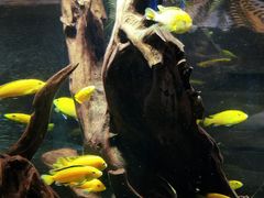 -迪拜水族馆及水下动物园