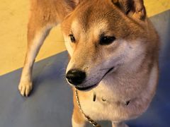 -柴犬小屋·柴餐厅·狗咖食堂(金鼎广场店)