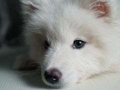 -翊宠yipet猫狗购宠庄园犬舍•猫舍