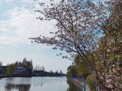 -高东镇樱花园