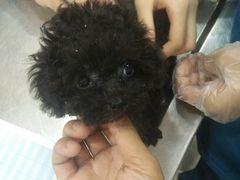 -安安宠医宠物医院·异宠·犬猫内科(岳阳分院)