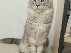 -瑞派康怡24h宠物医院·犬猫医疗中心·微创绝育(瑞景分院)