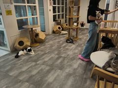 -楼上猫咖(罗湖店)