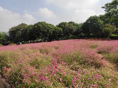 -松山湖梦幻百花洲