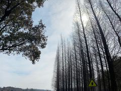 -宜兴龙背山森林公园