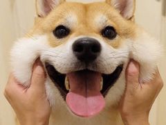 -比格比萨自助(花园路店)