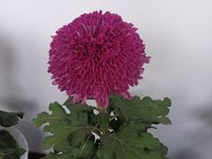 -杭州植物园