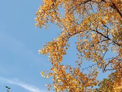 -八大关景区