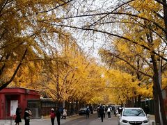 -三里屯东五街银杏大道