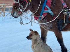 -北极村旅游风景区