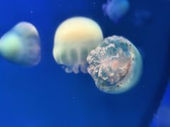 -多彩贵州城极地海洋世界