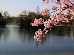 -新江湾城公园