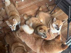 -柴犬高等学院·狗咖·柴犬售卖·宠物训练
