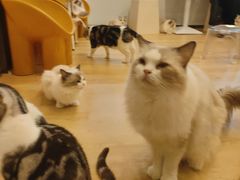 -有喵·猫咖·狗咖·30几只猫10只小狗(岗厦店)