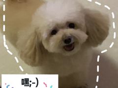 -瑞派雷欧宠物医院·24h夜诊·心脏骨科牙科·全科重症转诊中心(无影山店)
