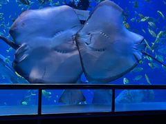 -太平洋海底世界