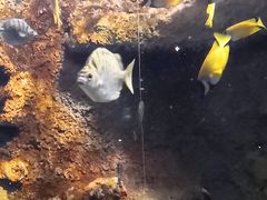 -太平洋海底世界