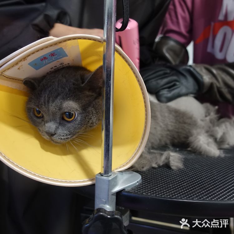 七宝附近一家玩乐美容一应俱全宠物酒店