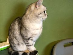 -猫猫幼稚园·撸猫·桌游·电玩