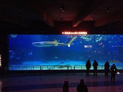 -烟台海昌鲸鲨海洋公园