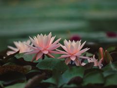 -国家植物园