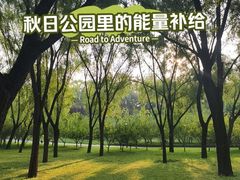 -大望京公园
