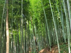 -上海佘山国家森林公园天马山园