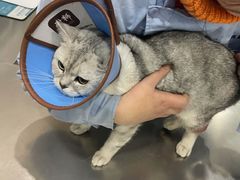 -瑞派名望志远动物医院·猫科·內科·异宠专科(直港大道店)