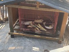 -绿城千岛湖喜来登度假酒店