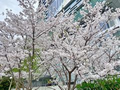 -西北湖绿化广场