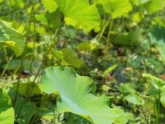 -洪湖家庭农场·团建·露营·会议