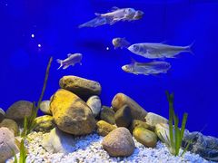 -上海海洋水族馆