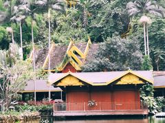 -西双版纳原始森林公园