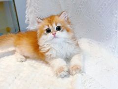 -猫十亿·布偶金渐层·曼基康矮脚猫舍(青年路店)