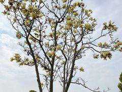 -花开海上生态园