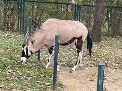 -大连森林动物园